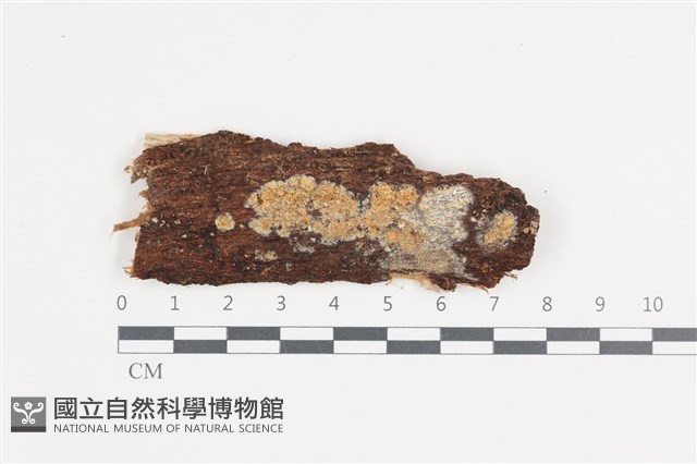 射脈菌屬藏品圖，第1張