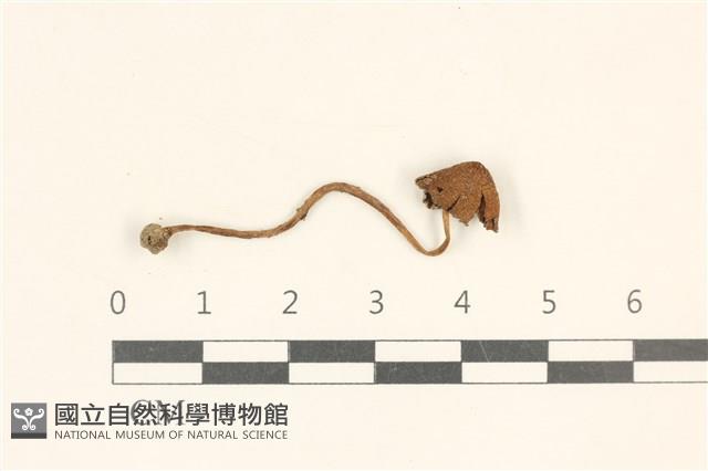 登錄號:F0037264藏品圖，第1張
