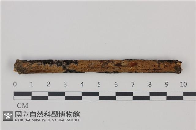 登錄號:F0035264藏品圖，第1張