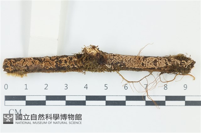 蠟孔菌屬藏品圖，第1張