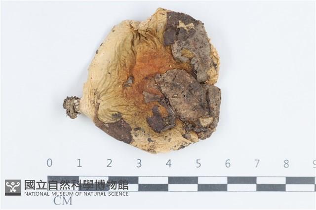紅菇屬藏品圖，第1張