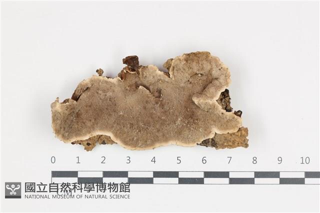 登錄號:F0035864藏品圖，第1張