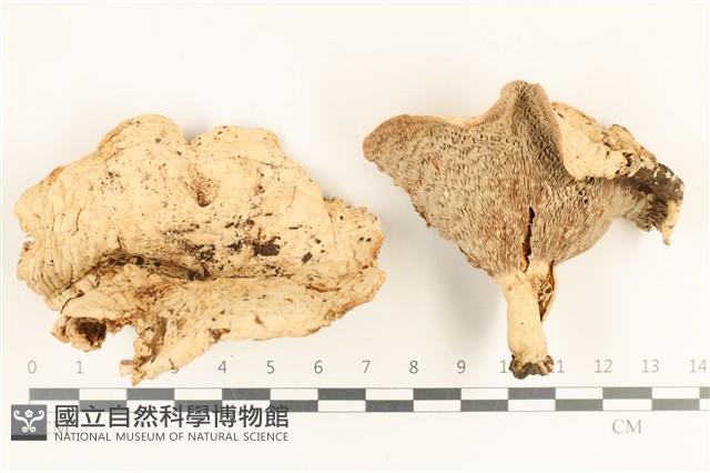 登錄號:F0036964藏品圖，第1張