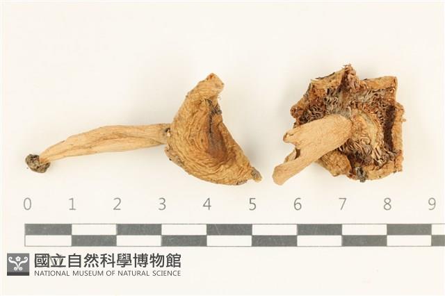 紅菇屬藏品圖，第1張