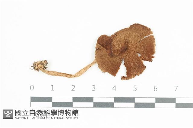 登錄號:F0036664藏品圖，第1張