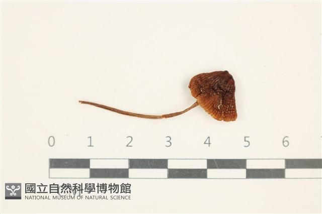 登錄號:F0037664藏品圖，第1張