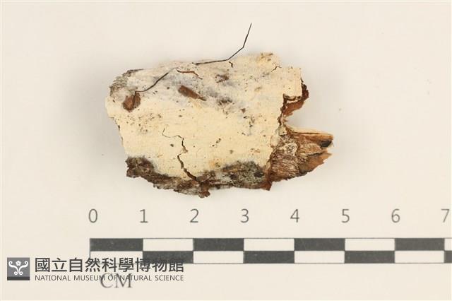 登錄號:F0038464藏品圖，第1張