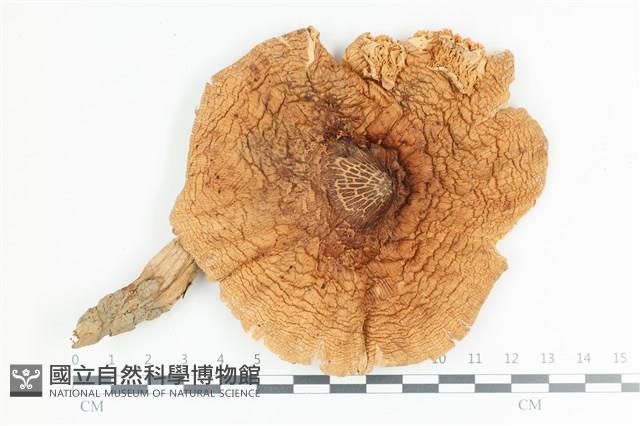 登錄號:F0036464藏品圖，第1張