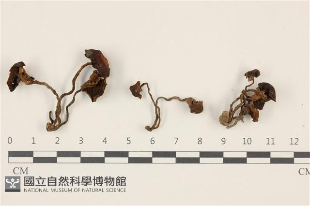 登錄號:F0037464藏品圖，第1張