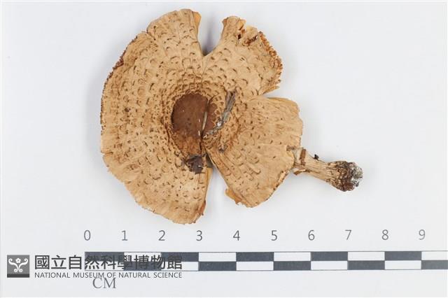 登錄號:F0038764藏品圖，第1張