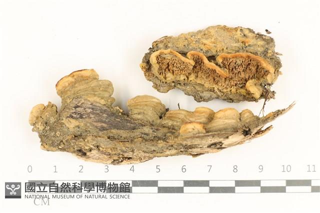 登錄號:F0036764藏品圖，第1張