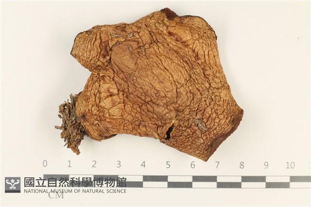 登錄號:F0037764藏品圖，第1張
