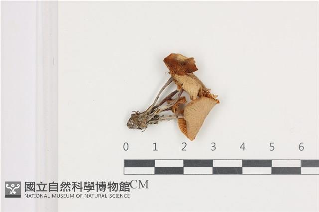 登錄號:F0036564藏品圖，第1張