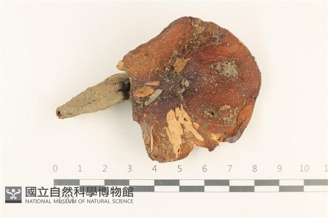 登錄號:F0037564藏品圖，第1張