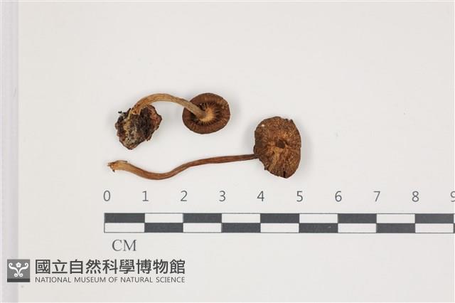 登錄號:F0035564藏品圖，第1張