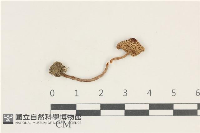 登錄號:F0038164藏品圖，第1張