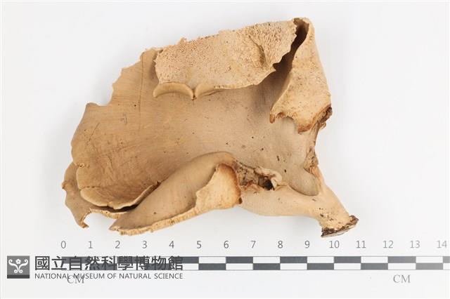 登錄號:F0036164藏品圖，第1張