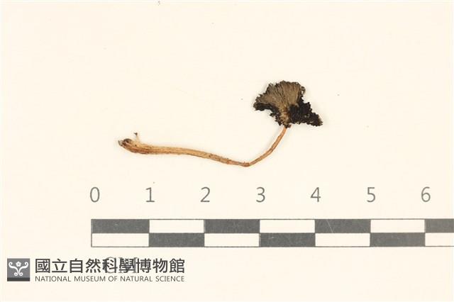 登錄號:F0037164藏品圖，第1張
