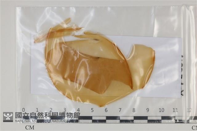 登錄號:F0035164藏品圖，第1張