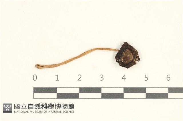 鬼傘屬藏品圖，第1張