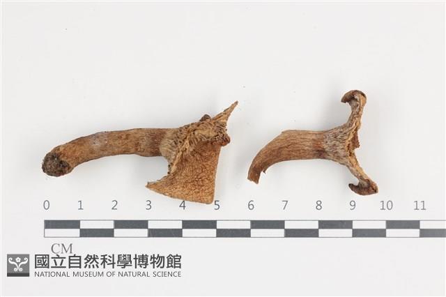 登錄號:F0036064藏品圖，第1張