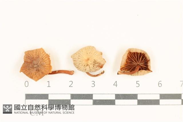 登錄號:F0037064藏品圖，第1張