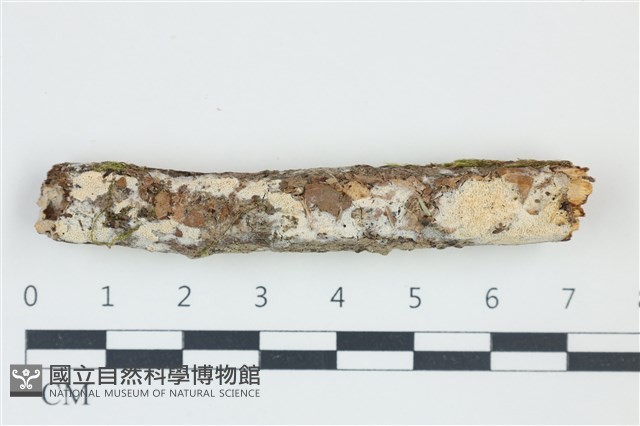 登錄號:F0039064藏品圖，第1張