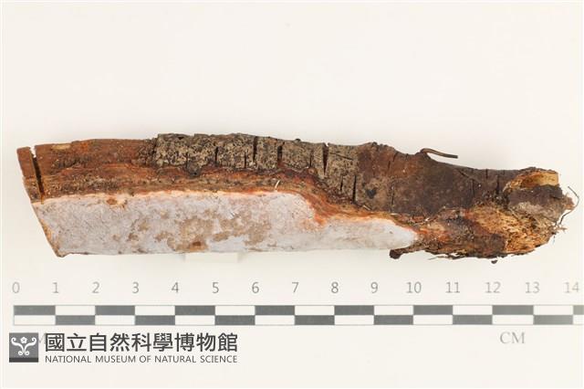 登錄號:F0038364藏品圖，第1張
