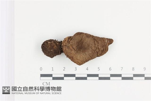 登錄號:F0036364藏品圖，第1張