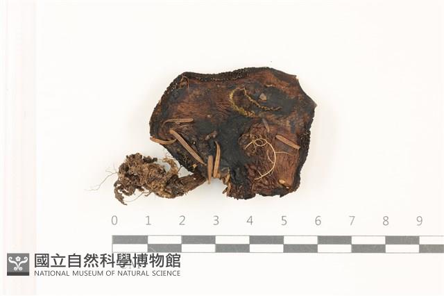 登錄號:F0037364藏品圖，第1張