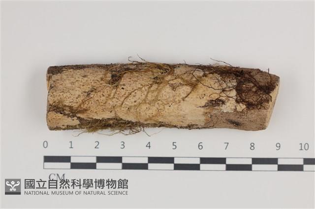 登錄號:F0035364藏品圖，第1張