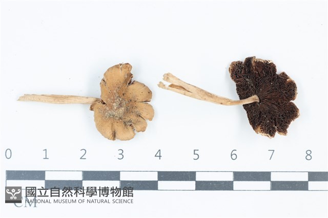 登錄號:F0039364藏品圖，第1張
