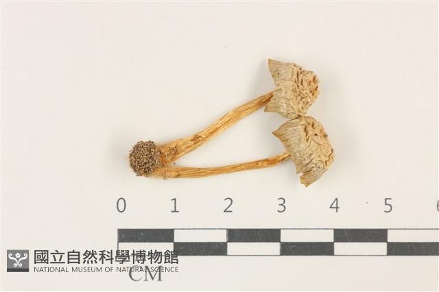 利氏小菇藏品圖，第1張