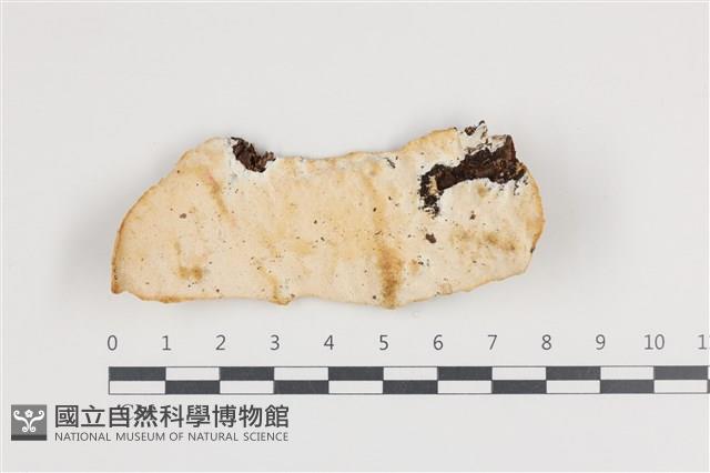 登錄號:F0036224藏品圖，第1張