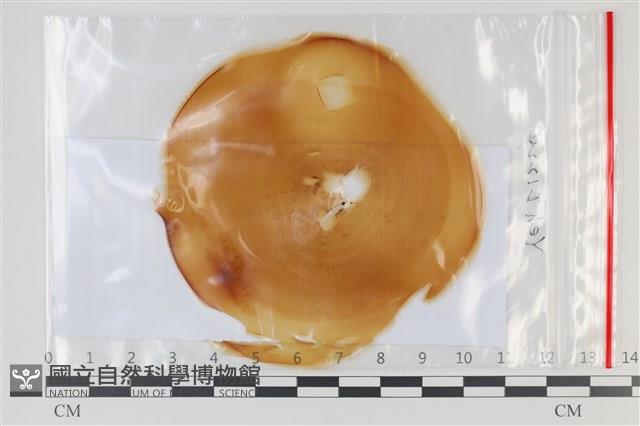 登錄號:F0035224藏品圖，第1張