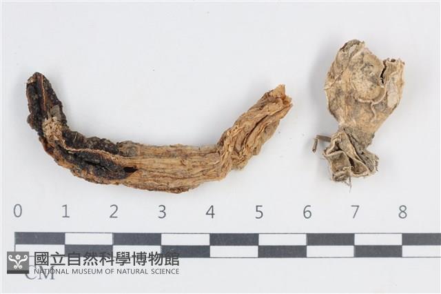 登錄號:F0038824藏品圖，第1張