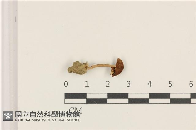 登錄號:F0036824藏品圖，第1張