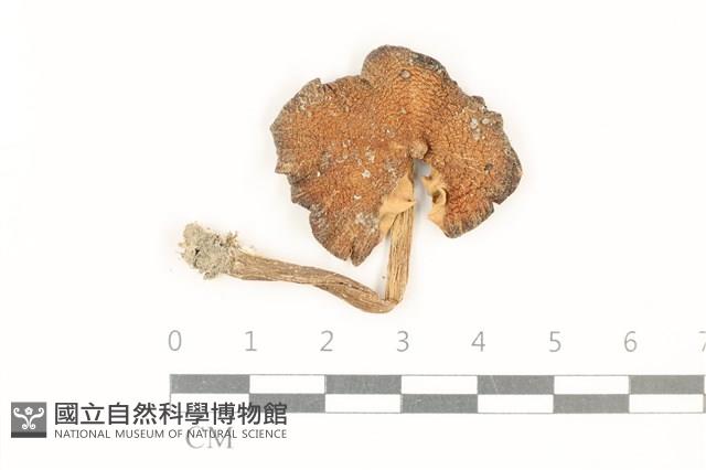 登錄號:F0037824藏品圖，第1張