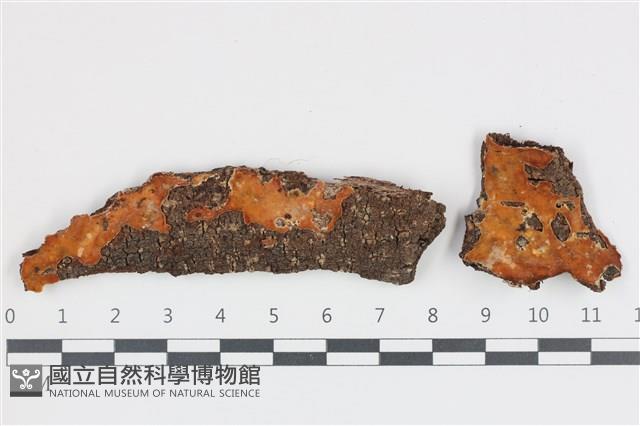 登錄號:F0035824藏品圖，第1張