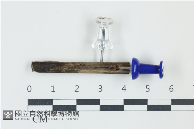 登錄號:F0038924藏品圖，第1張