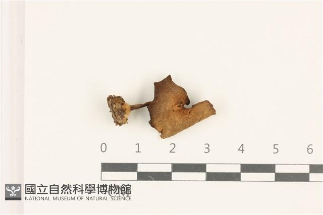 登錄號:F0036924藏品圖，第1張