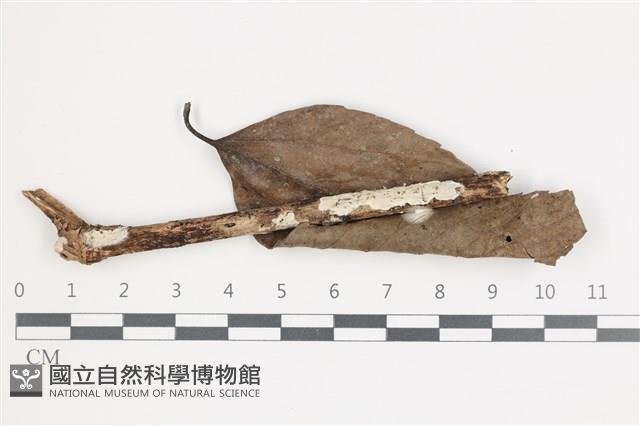 登錄號:F0035924藏品圖，第1張