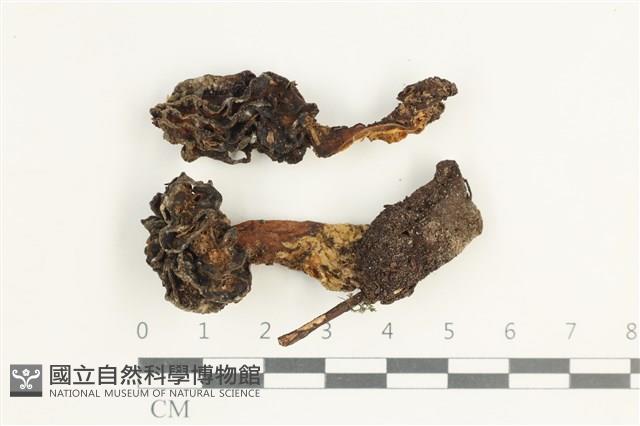 登錄號:F0038624藏品圖，第1張