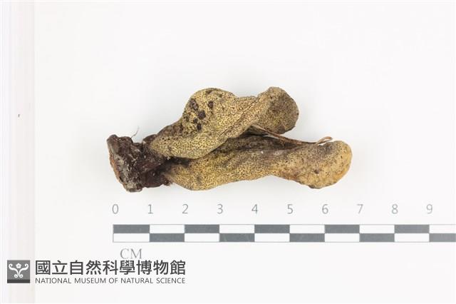 登錄號:F0036624藏品圖，第1張
