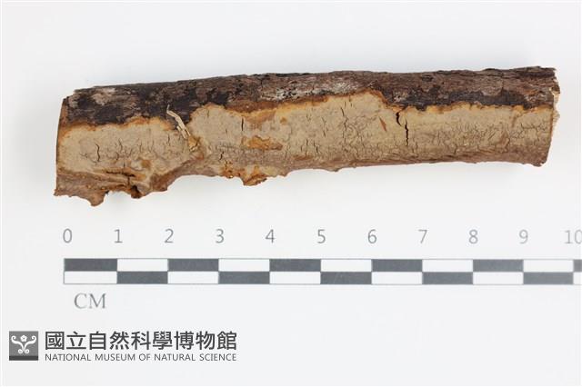登錄號:F0035624藏品圖，第1張