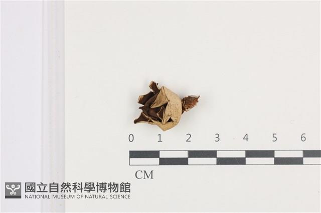 登錄號:F0036424藏品圖，第1張