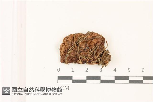 登錄號:F0037424藏品圖，第1張