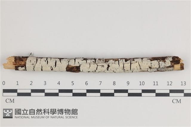 登錄號:F0035424藏品圖，第1張