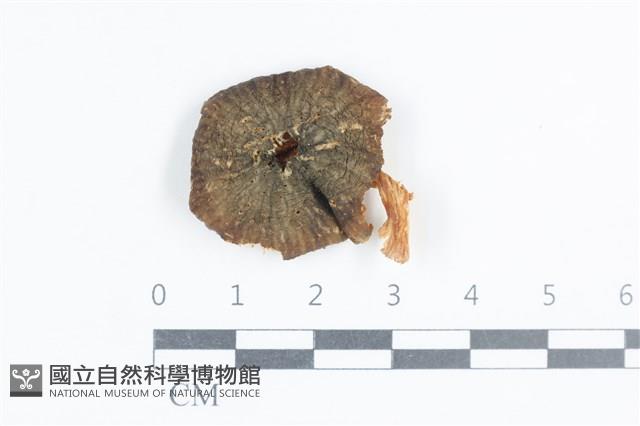 登錄號:F0038724藏品圖，第1張