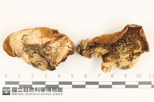糖圓齒菌藏品圖，第1張